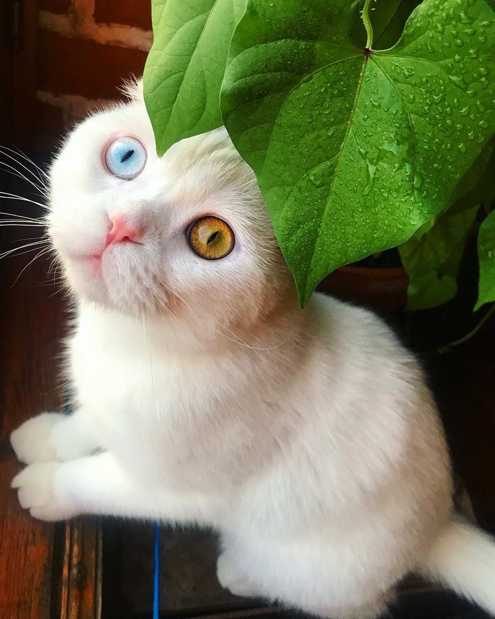 KEDİ JOSEPH FENOMEN OLDU Number1