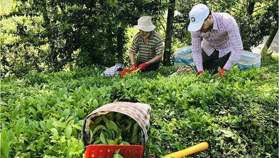 Türk çayı yılın ilk yarısında 7,5 milyon dolar kazandırdı