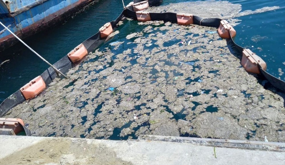 İstanbul Üniversitesi, müsilajı deniz bakterisiyle temizlemeyi başardı - 6