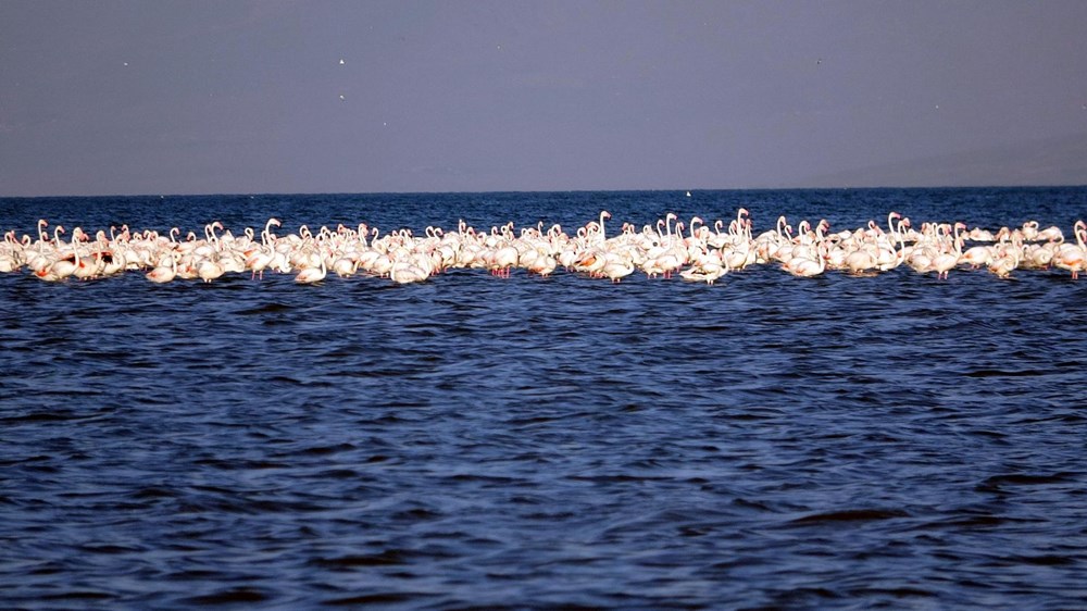 Van Gölü'nde flamingo şöleni - 5