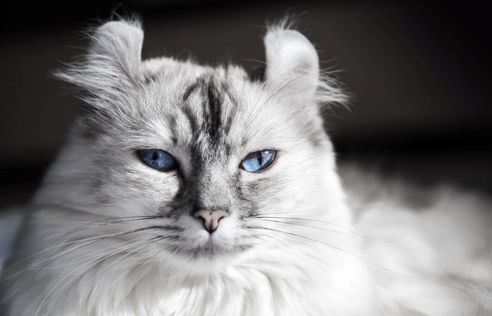 Bilim insanları en güzel ve en çirkin kedi türlerini açıkladı (Türkiye'ye özgü iki kedi türü listede) - 13