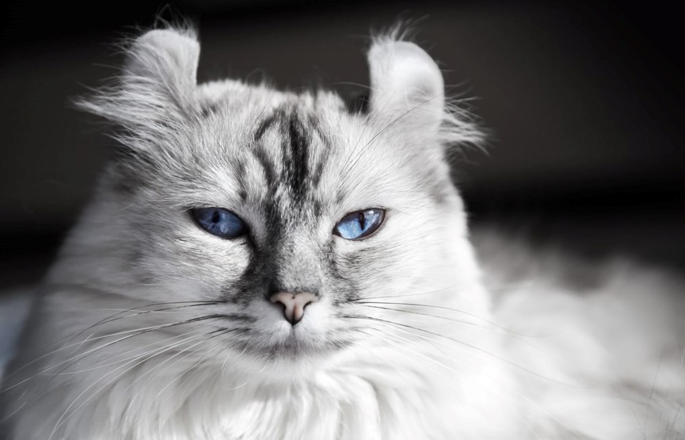 Bilim insanları en güzel ve en çirkin kedi türlerini açıkladı (Türkiye'ye özgü iki kedi türü listede) - 13