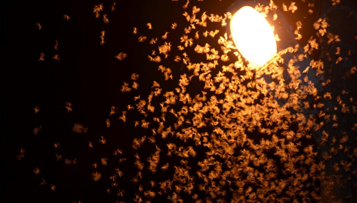 Şırnak’ta böcek istilası: Vatandaşlar gece dışarı çıkamadı
