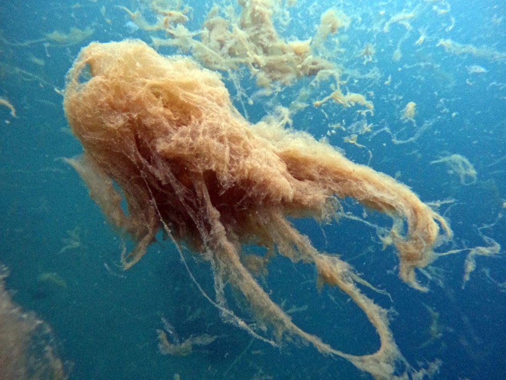 Sualtı görüntülendi... Marmara Denizi'nin müsilajı insan boyutuna ulaştı! Önüne gelen canlıyı hapsediyor - 14