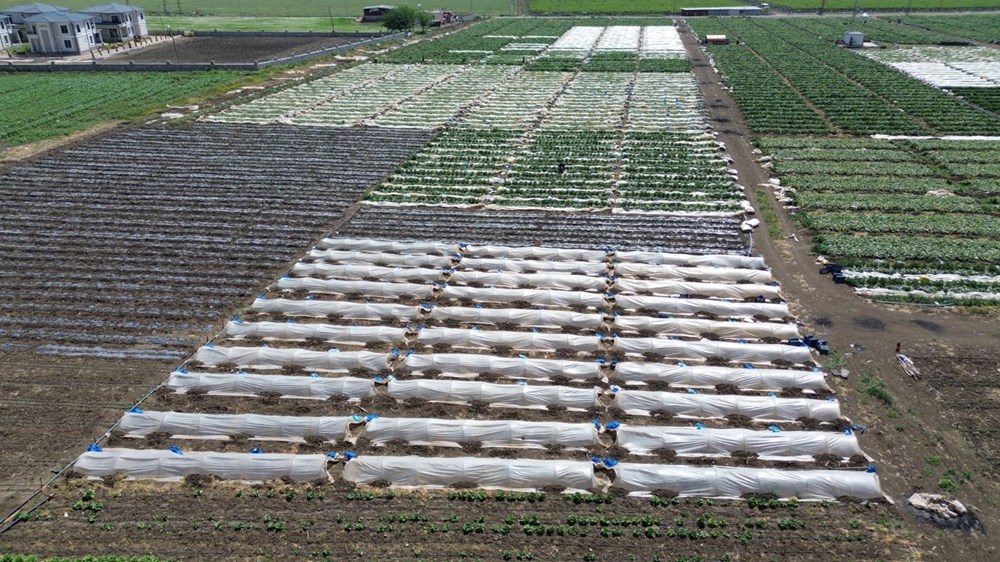 Amik Ovası'nda hasat başladı: Tarlada 15 TL'ye alıcı buluyor 77 F6NJ4y1ClEed6u0h56SEmA