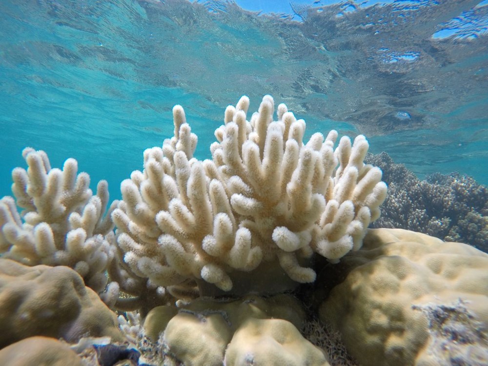 BM ve Avustralya karşı karşıya geldi: Büyük Set Resifi - 8
