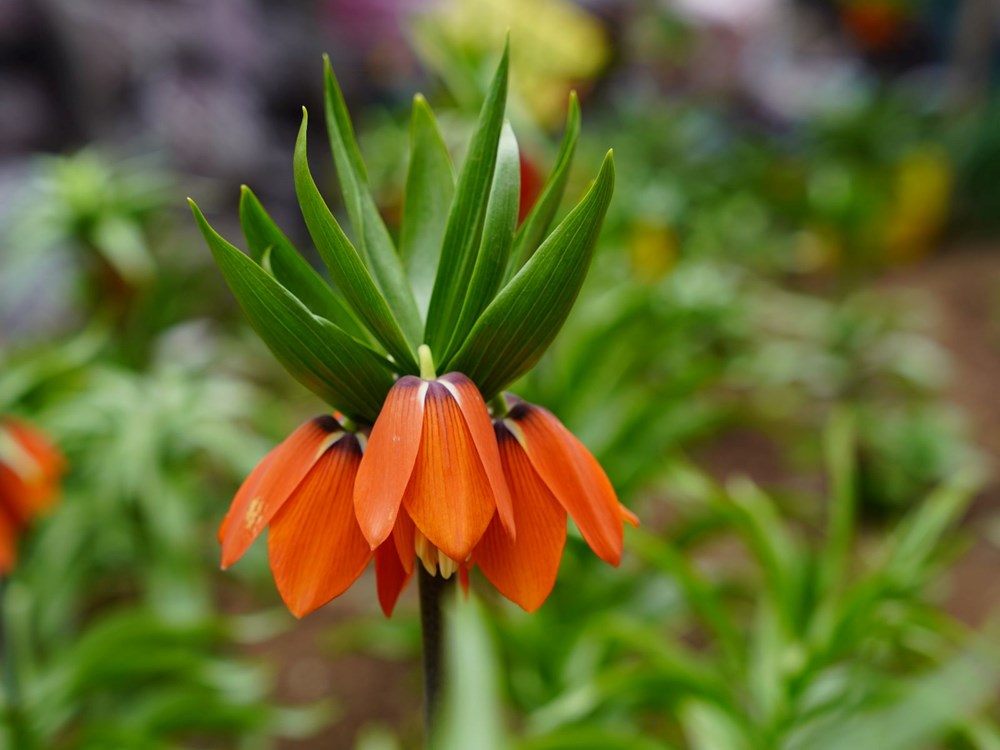 20 Günde Ölüm: Orkide Sökmenin Bedeli 244 Bin Lira 72 F8MX Y4 pk n8O9pwSuc3Q