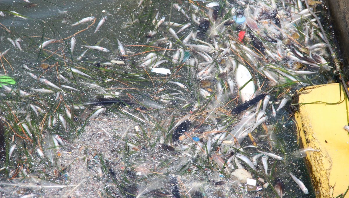 İzmir'de sahile vuran ölü balıklar vatandaşları korkuttu