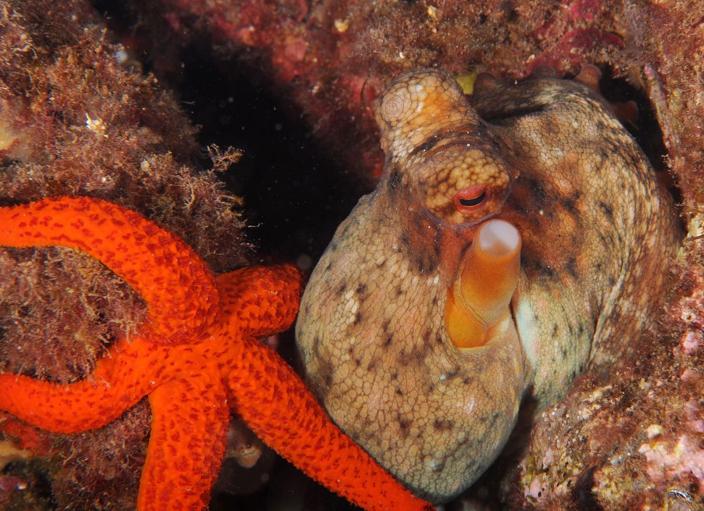 The hidden and colorful world of the Mediterranean - 16