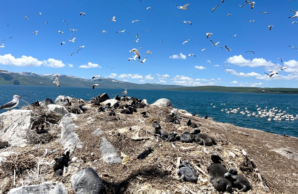 Çıldır Gölü, kuş cennetine döndü - 6