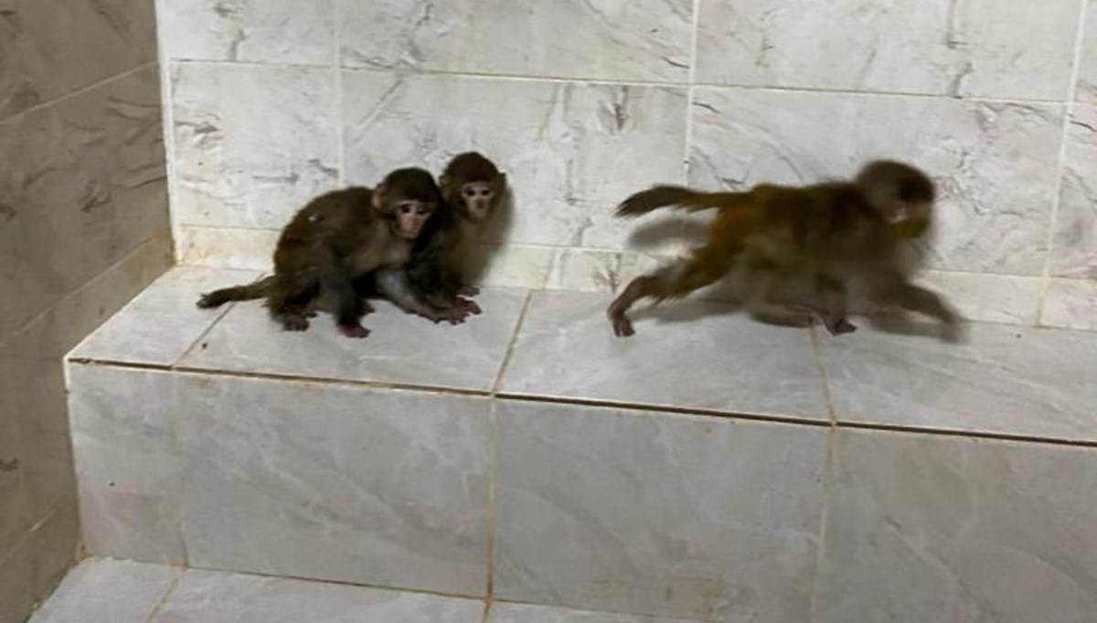 Sınırda üç maymuna el konuldu Sınırda üç maymuna el konuldu