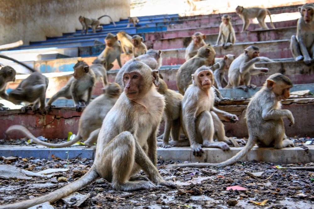 Tayland'ın Lopburi kentinin hakimi maymunlar - 8