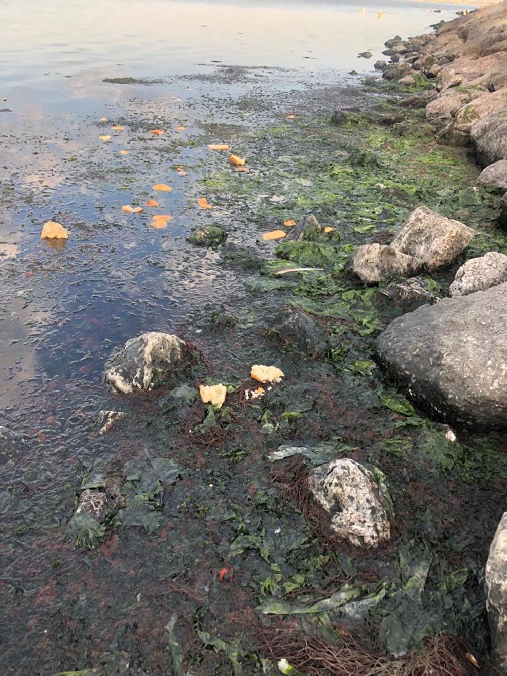 İzmir Körfezi değil,'marul tarlası' - 6