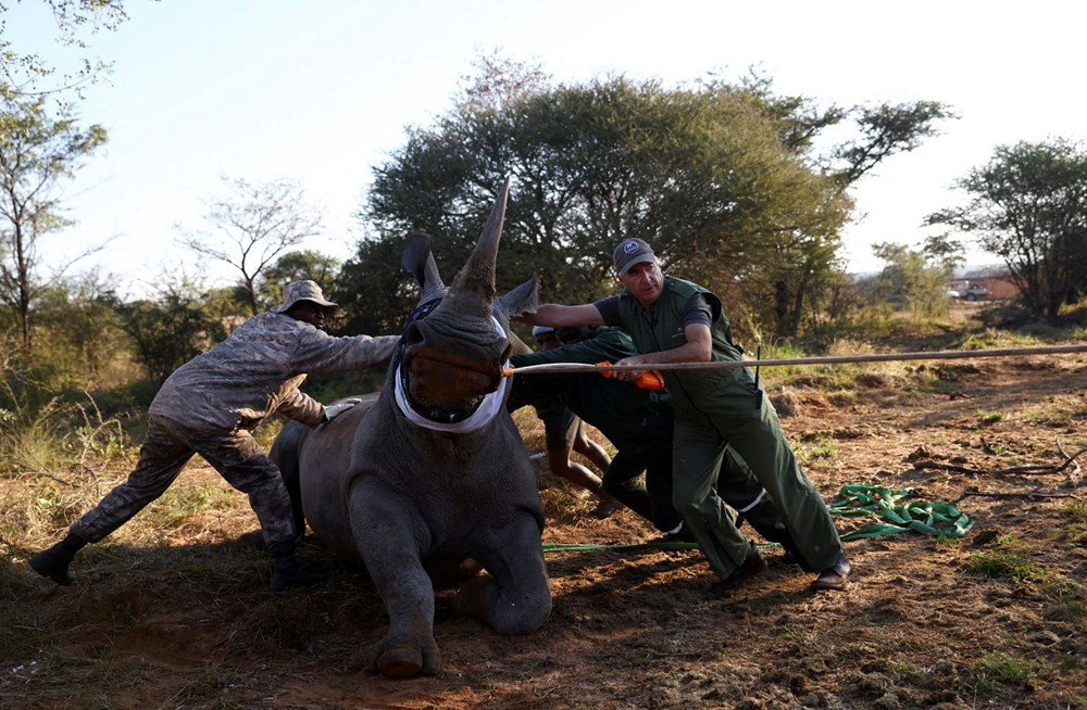 Mozambik, 40 yıl sonra beyaz gergedanlara kavuştu - 7