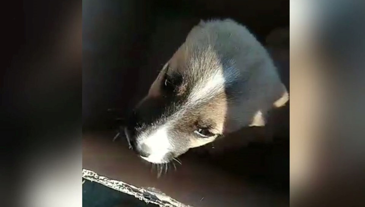 Kulakları kesik köpeği çuvala koyup barınağa bıraktılar Kulakları kesik köpeği çuvala koyup barınağa bıraktılar