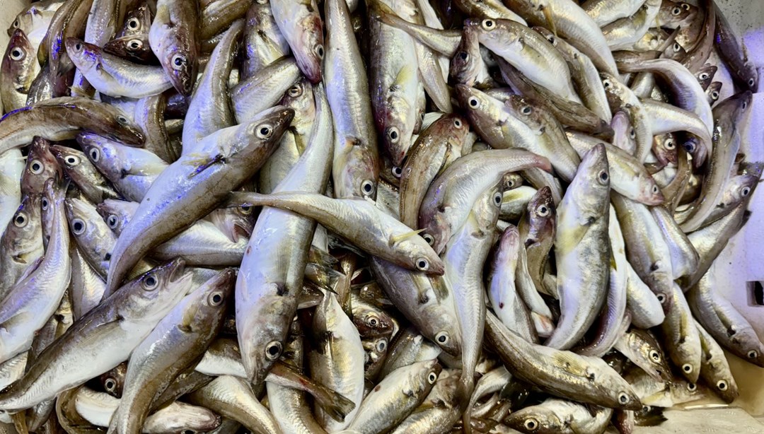 Hamsinin yerini mezgit ve istavrit aldı