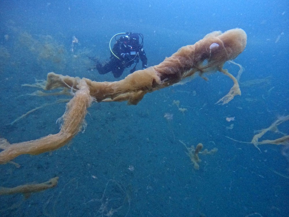 Sualtı görüntülendi... Marmara Denizi'nin müsilajı insan boyutuna ulaştı! Önüne gelen canlıyı hapsediyor - 5