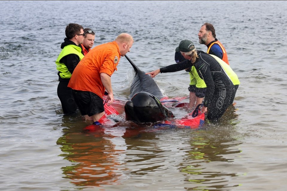 Avustralya'da karaya vuran 230 balinadan 32'si kurtarıldı - 1