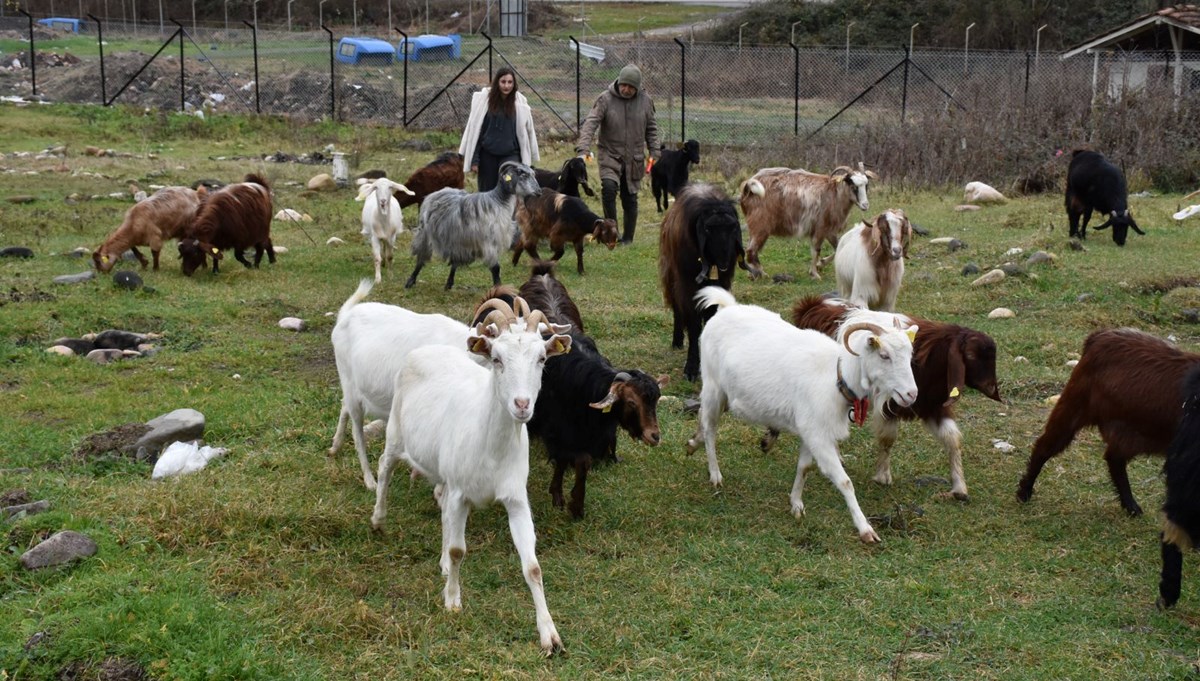 Üniversite tezinden etkilendi, çiftlik kurdu