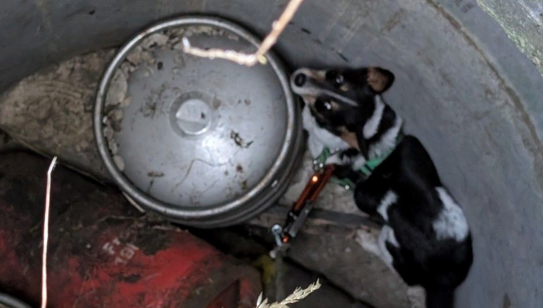 Kayıp köpek 11 gün sonra kuyuda bulundu