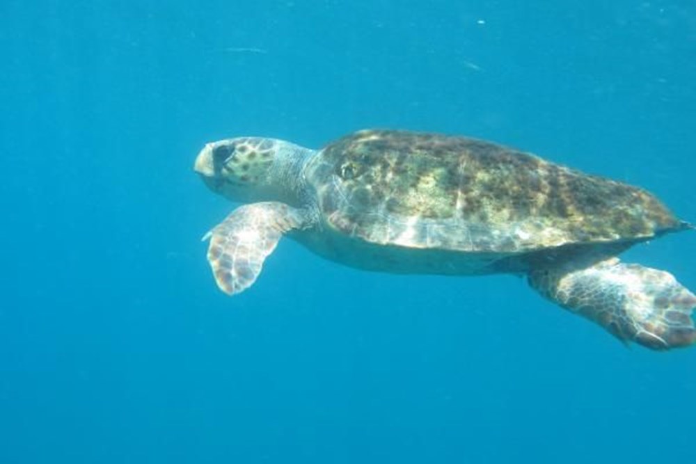 Caretta Carettalar, Antalya Körfezi'ni istiladan koruyor - 3