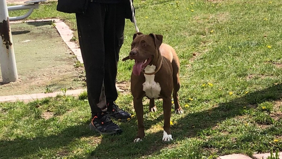 Yasak ırk köpeği ağızlıksız gezdiren kişiye 33 bin 399 lira ceza