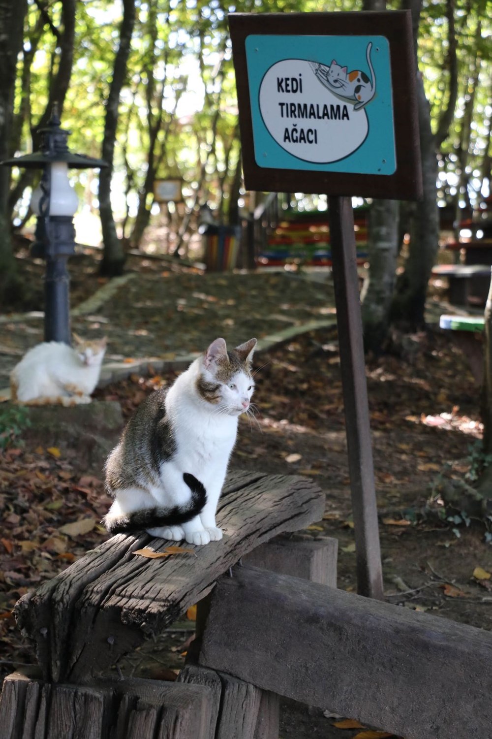 Kediler Mozart�ın Türk Marşı ile yemek yiyor (Kedi Kasabası) Magazin