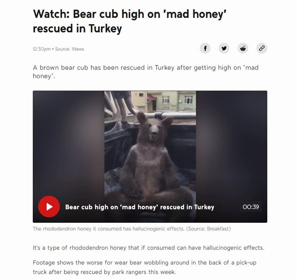 Balkız dünya basınında - 5