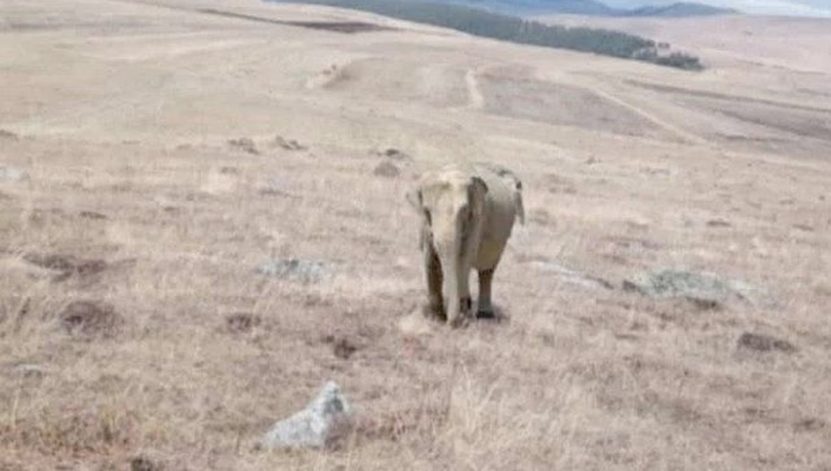 Ardahan'da fil alarmı: Jandarma harekete geçti Ardahan'da fil alarmı: Jandarma harekete geçti