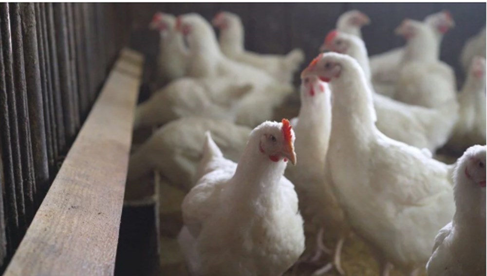 Avrupa ve Asya'da yeni salgın: Ölüm oranı yüzde 50'den daha fazla - 2