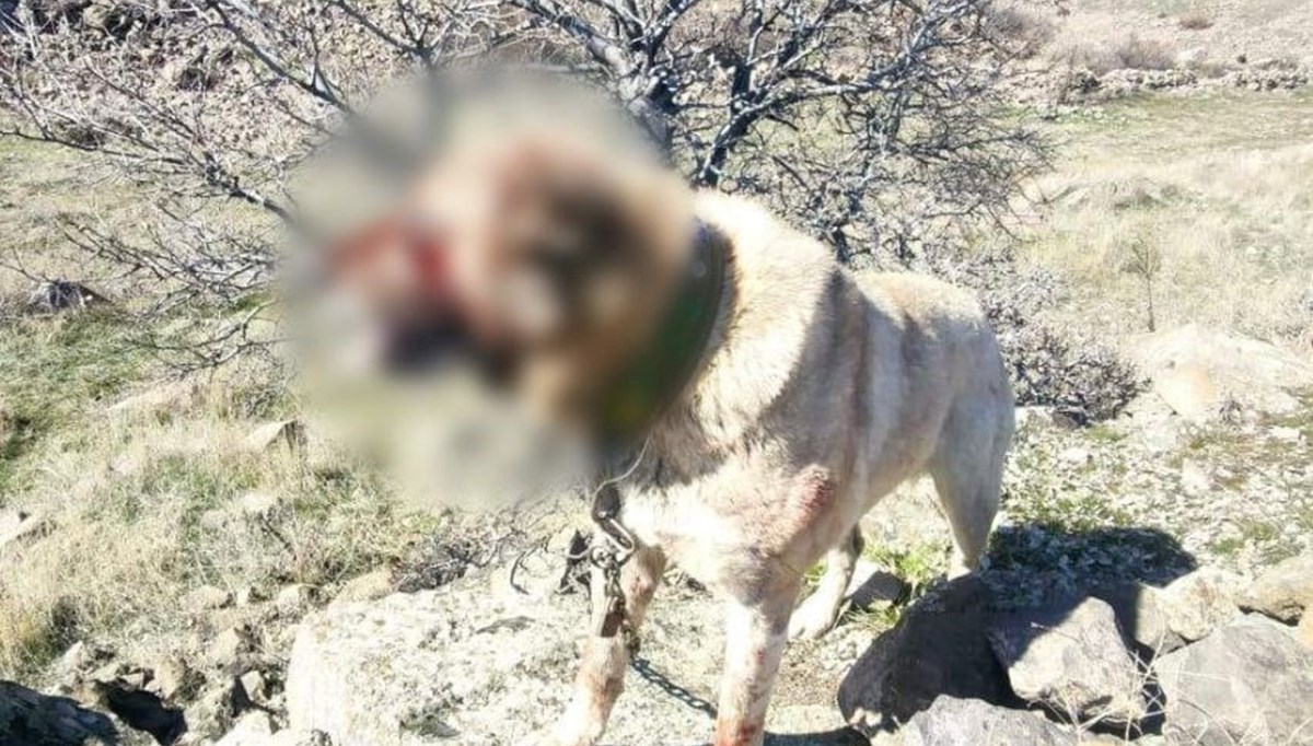 Kayseri’de köpek dövüştüren 12 kişiye gözaltı