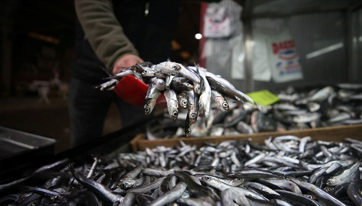 Denizde hamsi kalmadı, balıkçılar erken paydos etti
