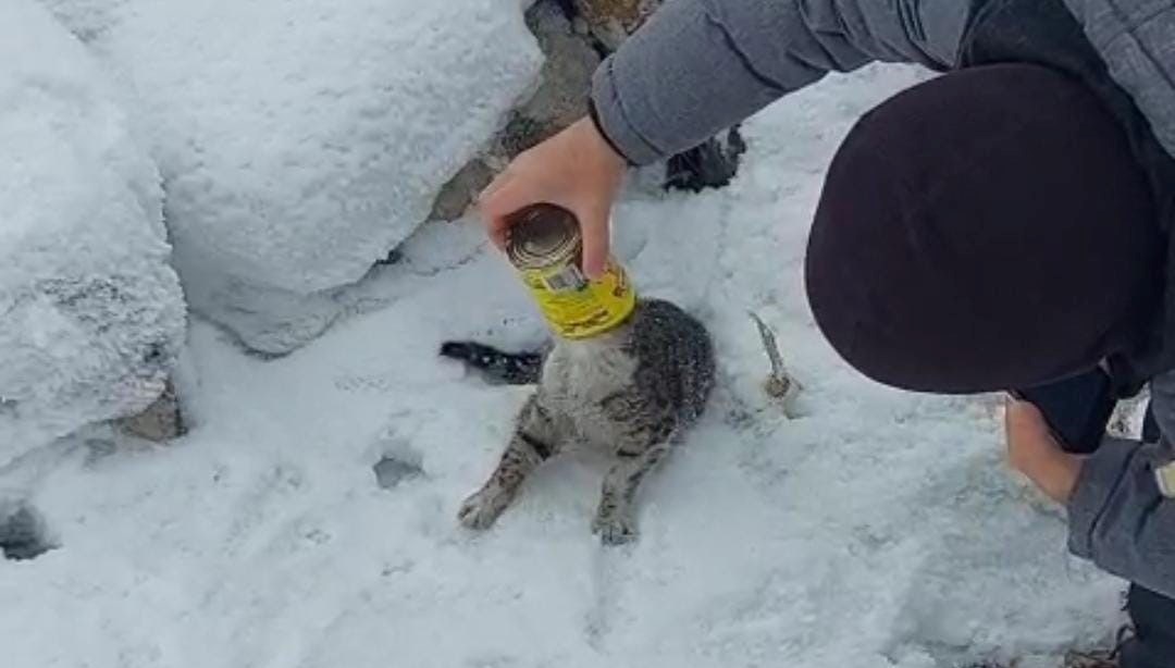 Başı sıkışan kedinin yardımına vatandaşlar yetişti