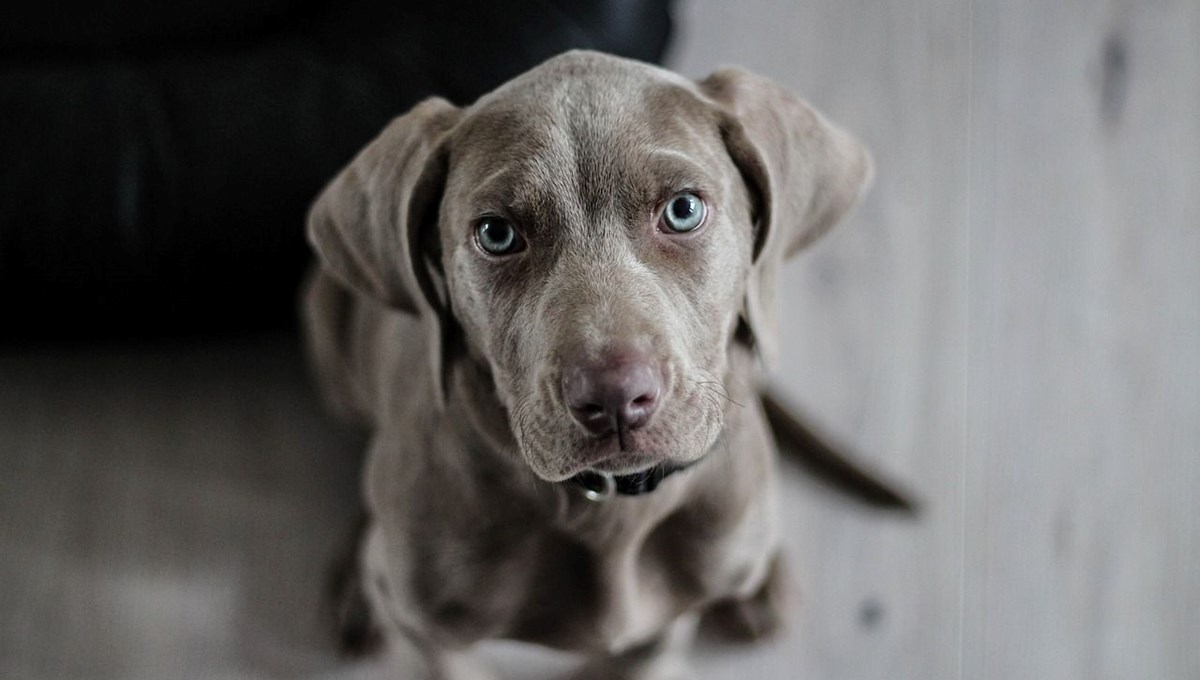 ABD'de salmonella alarmı: Köpek mamaları geri çağrıldı