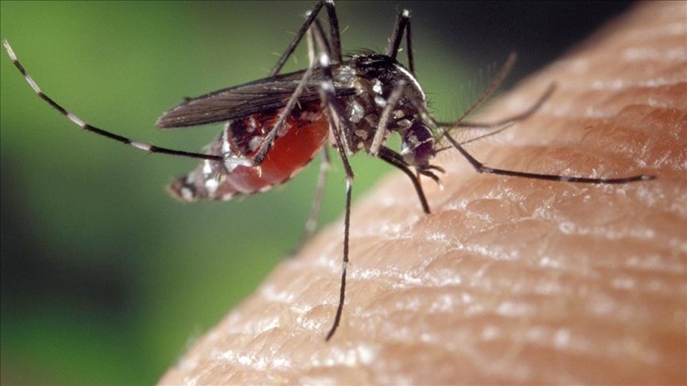 Sağlık Bakanlığı'ndan sivrisinekten korunma rehberi - 11