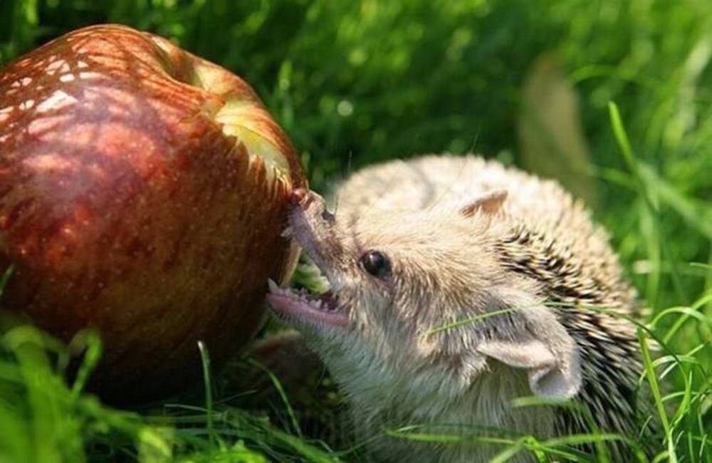 Ежики носят яблоки. Ты не ты когда голоден. Голодный еж. Ежик ест яблоко. Ушастый ёж.
