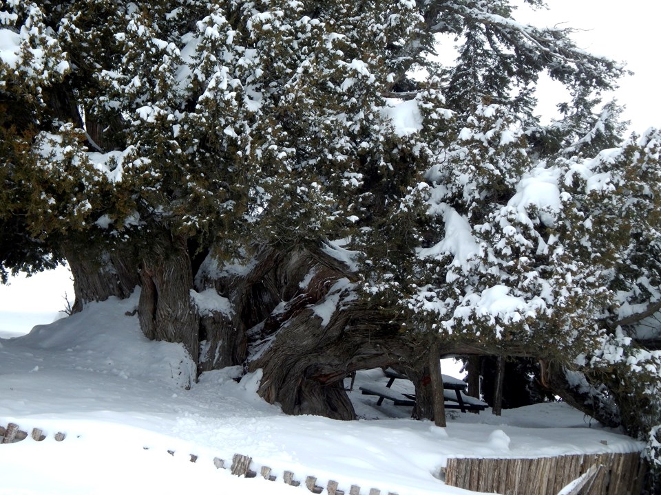 İki bin yaşındaki ağaç kar yağışına dayanamadı - 2