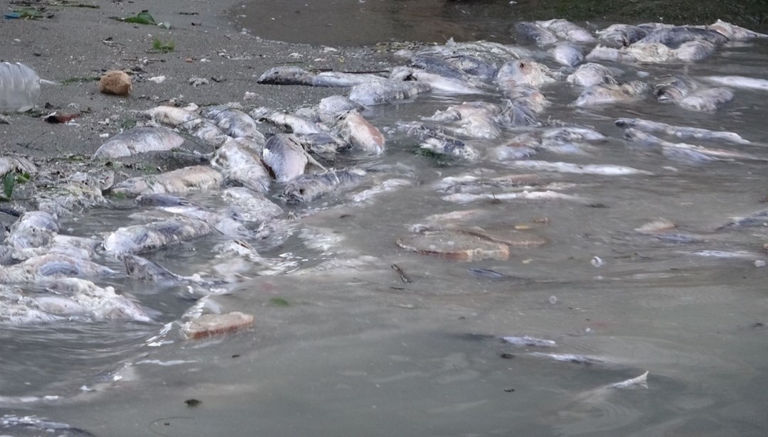 Rize'de tedirgin eden görüntü! Pis kokudan geçilmiyor: "Nereden geldi bilmiyoruz"