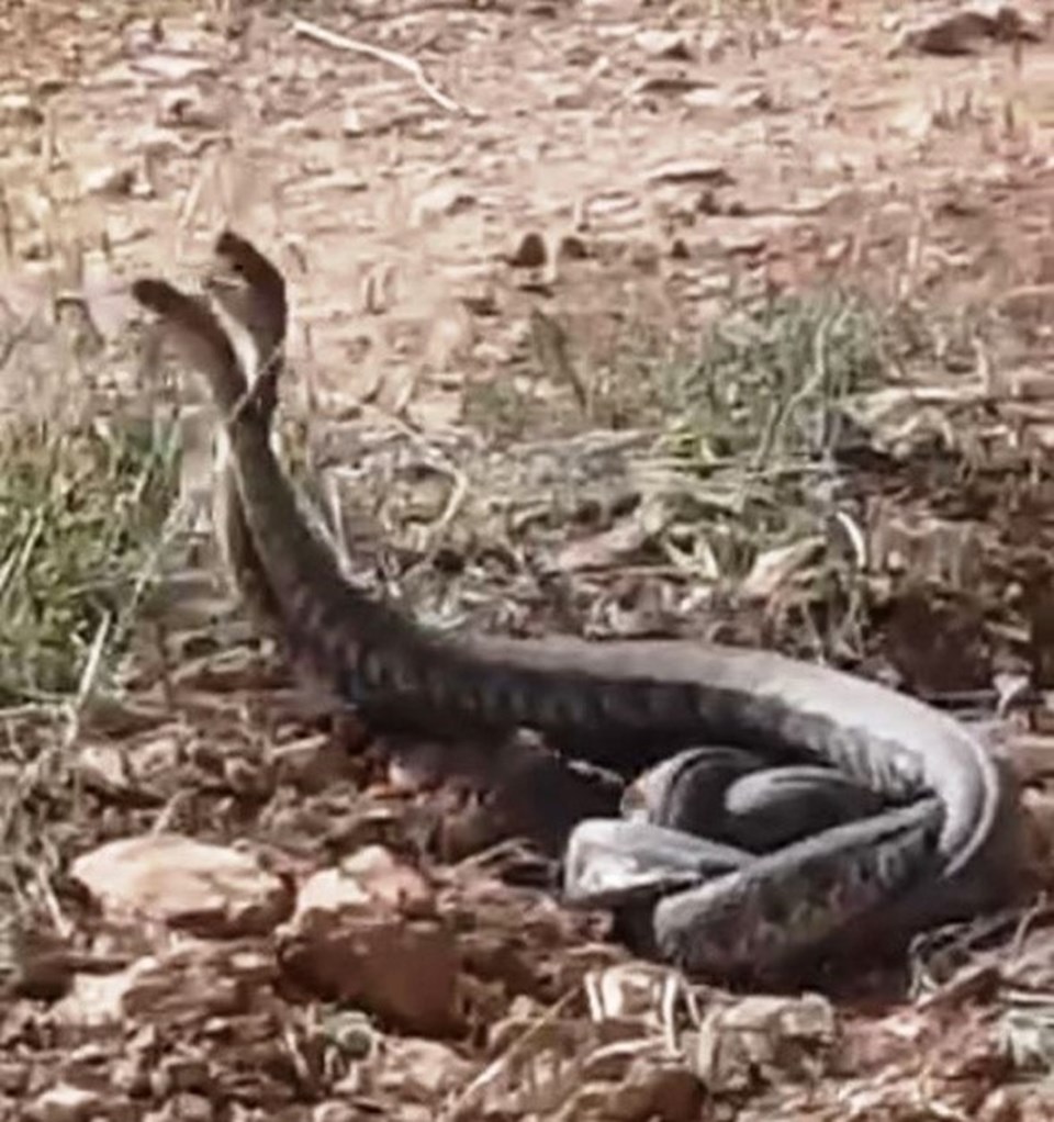 Şanlıurfa'da dünyanın en zehirli yılanları görüldü: 10 dakikada öldürüyor - 2
