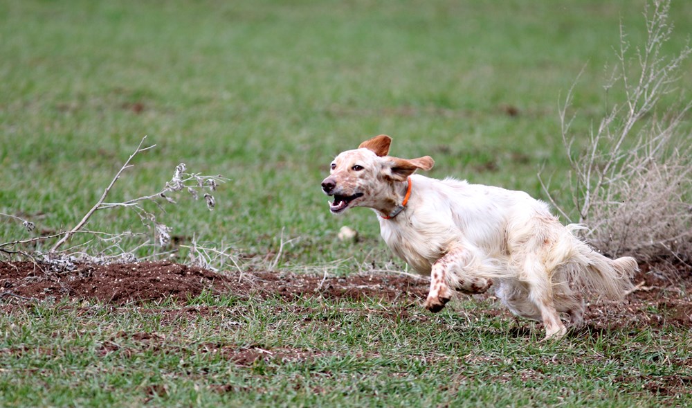 Eskişehir�de av köpekleri yarıştı Magazin Haberleri NTV