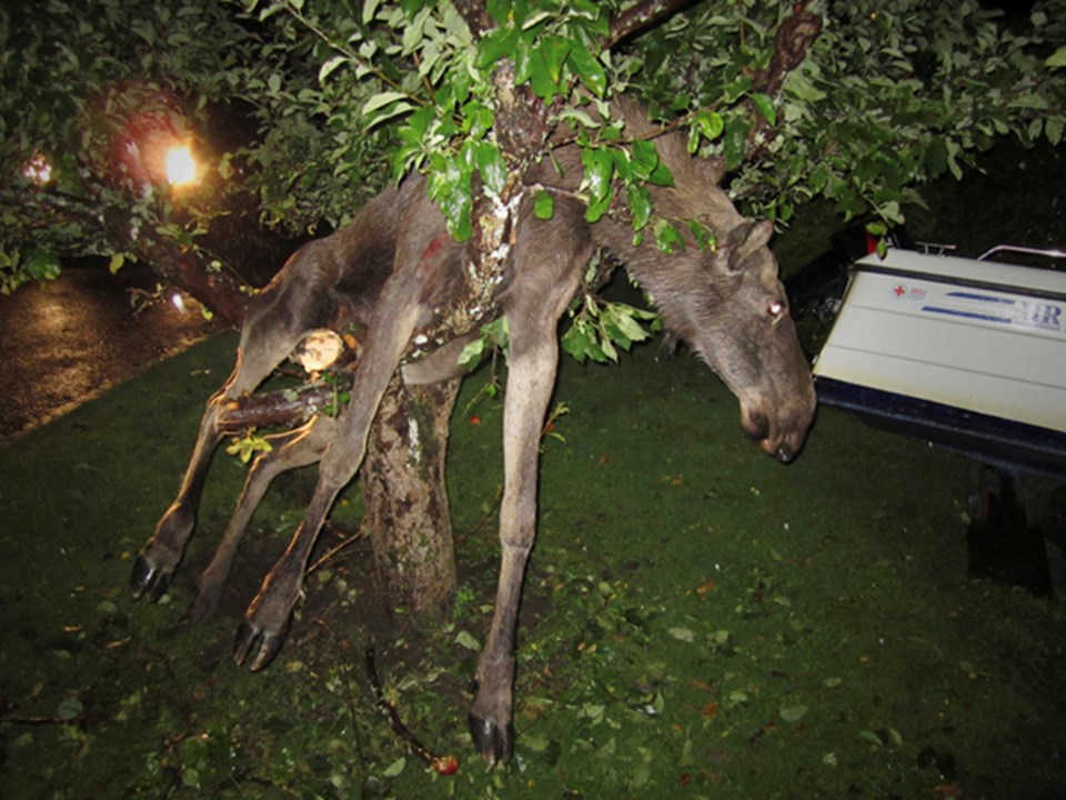 Sarhoş geyik ağaca çıktı  - 1