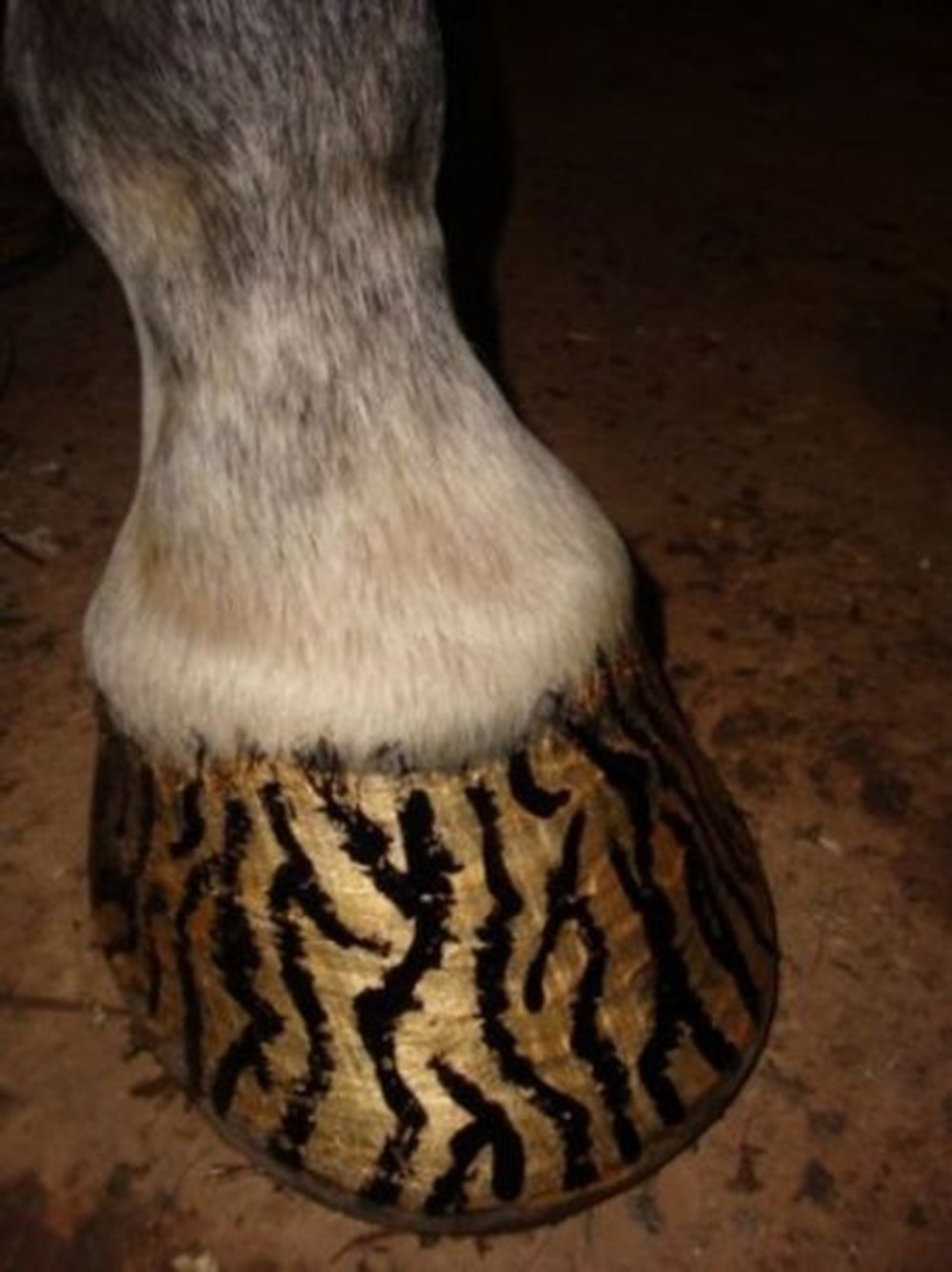 Horse hooves. Конское копыто. Копыто лошади без копыта.