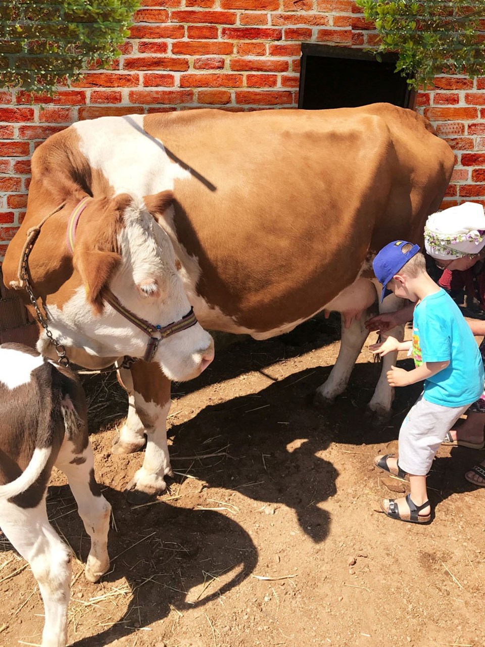 Tatilci çocuklar süt sağmayı ve hamur açmayı öğrendi - 1