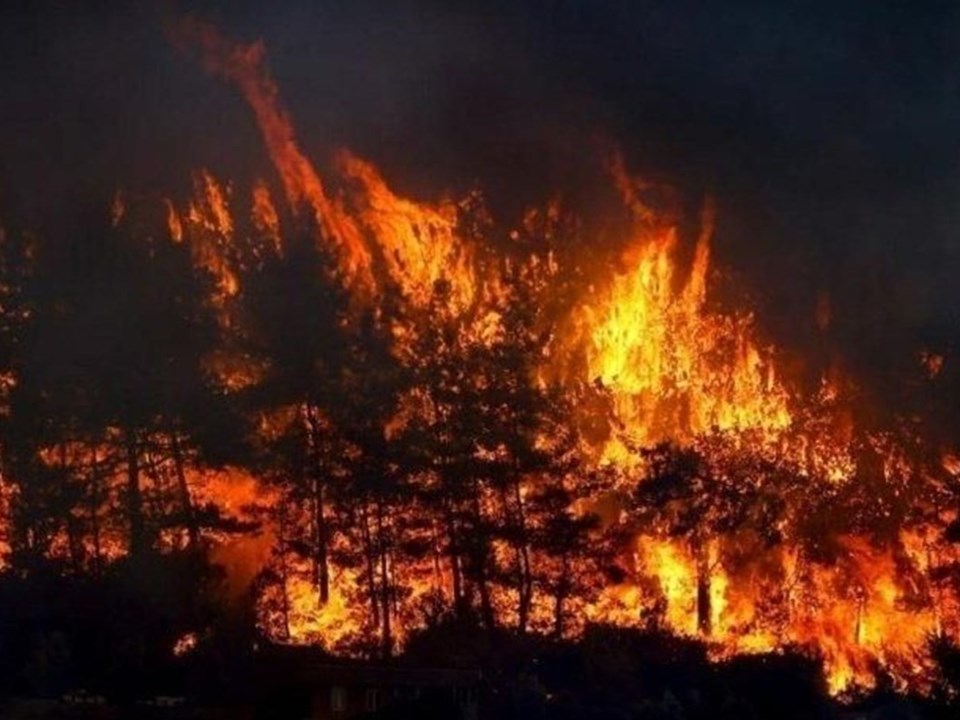 Türkiye'de son 10 yıldaki orman kaybının yüzde 61,5'i geçen yılki yangınlarda yaşandı - Son Dakika Türkiye Haberleri | NTV Haber