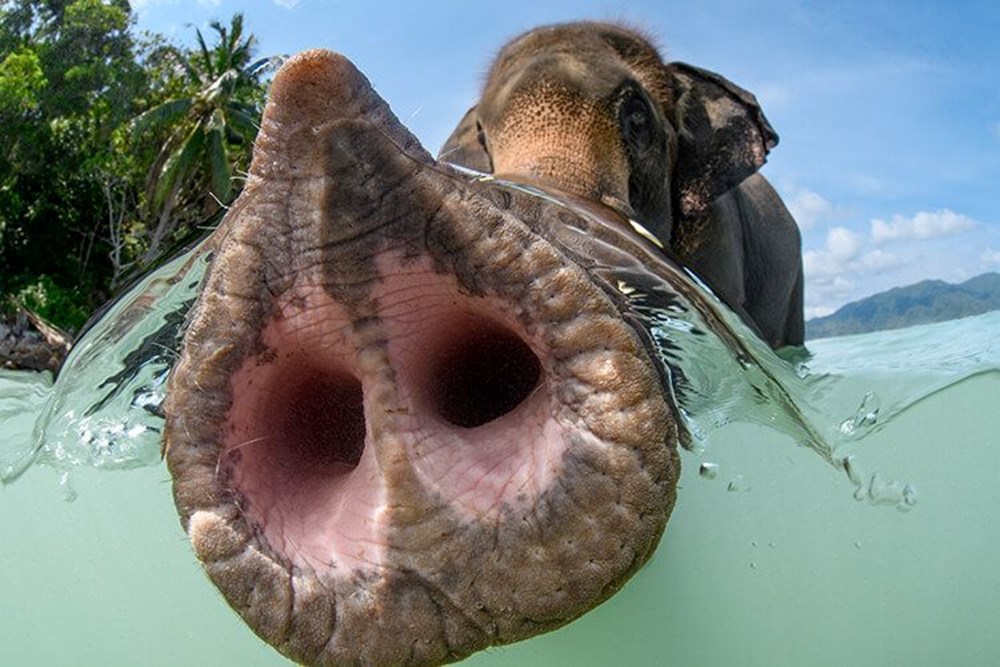 2023 yılının en iyi su altı fotoğrafları seçildi (2023  Underwater Photography Of The Year) - 2