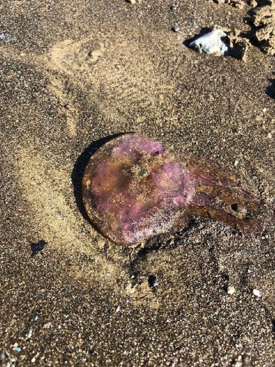 Arsuz'da mor renkli zehirli denizanaları kıyıya vurdu - 2