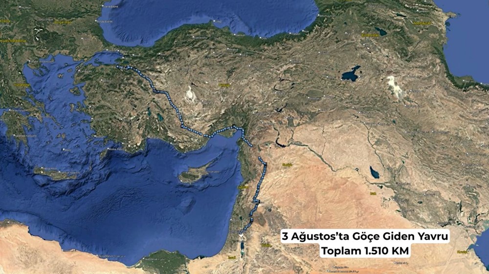 Yaren leylek yavrularından ayrıldı: Biri Mısır'da biri Batı Şeria'da - 4