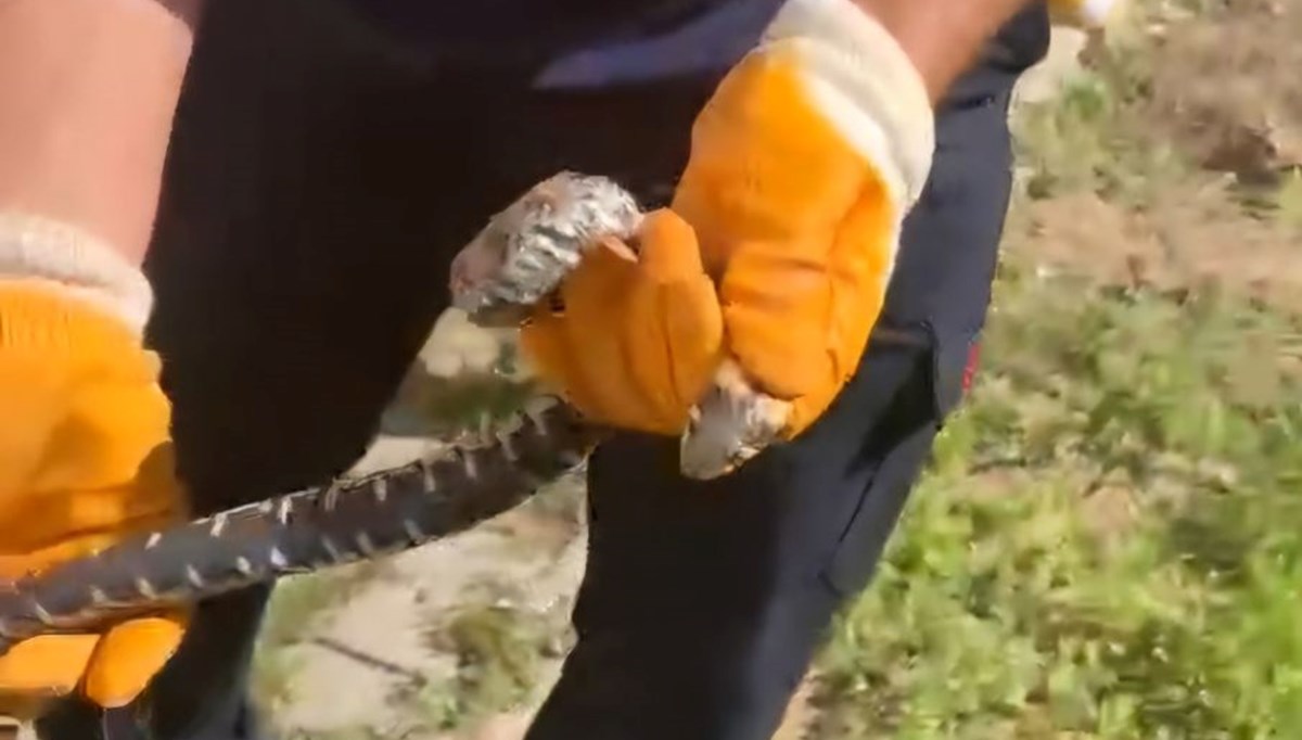 Çorum'da eve giren yılan paniğe neden oldu Çorum'da eve giren yılan paniğe neden oldu