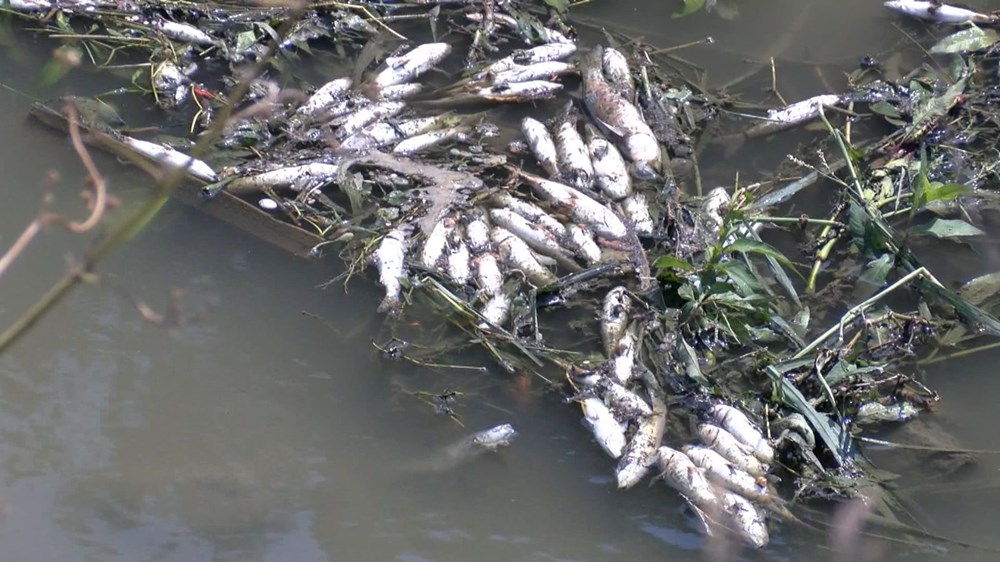 Alibeyköy Deresi'ndeki balık ölümlerine inceleme - 2
