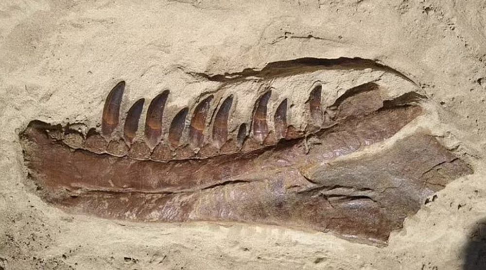 76 milyon yıl önce yaşayan yeni bir dinozor türü keşfedildi: T. rex'in atası bulundu mu? - 7